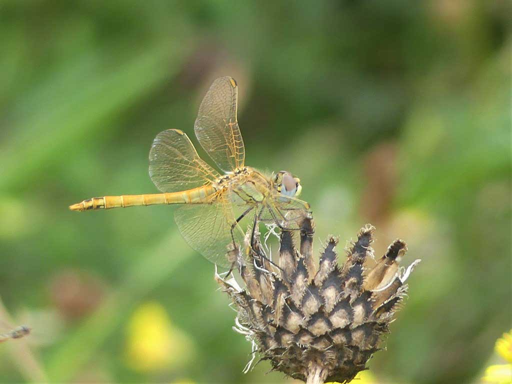 Sympetrum_fonscolombii